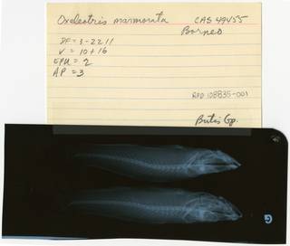 To NMNH Extant Collection (Oxyeleotris marmorata RAD108835-001B)