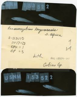 To NMNH Extant Collection (Psammogobius knysnaensis RAD108854-001B)