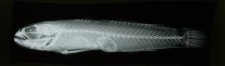 To NMNH Extant Collection (Caffrogobius nudiceps RAD108860-001)