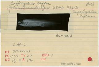 To NMNH Extant Collection (Caffrogobius nudiceps RAD108860-001B)