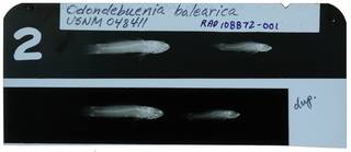 To NMNH Extant Collection (Odondebuenia balearica RAD108872-001)
