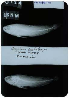To NMNH Extant Collection (Neogobius cephalargoides RAD108882-001)