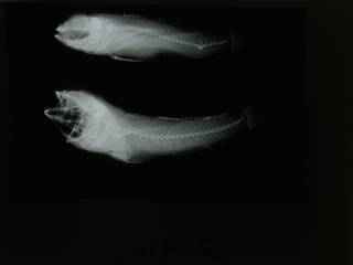 To NMNH Extant Collection (Thorogobius angolensis RAD108894-001)