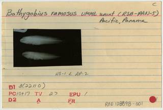 To NMNH Extant Collection (Bathygobius ramosus RAD108898-001B)