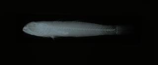 To NMNH Extant Collection (Gobius senegambiensis RAD108900-001)