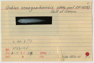 To NMNH Extant Collection (Gobius senegambiensis RAD108900-001B)