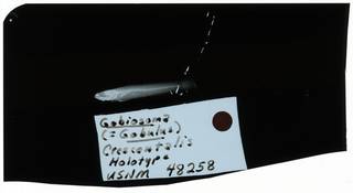 To NMNH Extant Collection (Gobiosoma crescentalis RAD108930-002)