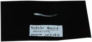 To NMNH Extant Collection (Gobulus hancocki RAD108931-002)