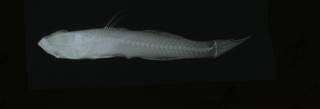 To NMNH Extant Collection (Robinsichthys arrowsmithensis RAD108933-001)