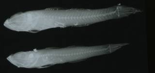 To NMNH Extant Collection (Robinsichthys arrowsmithensis RAD108934-001)
