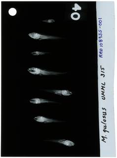 To NMNH Extant Collection (Microgobius gulosus RAD108935-001)