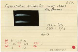 To NMNH Extant Collection (Gymneleotris seminuda RAD108940-001B)