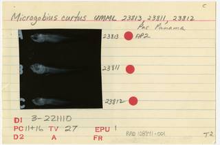 To NMNH Extant Collection (Microgobius curtus RAD108941-001B)