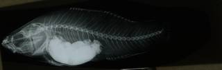 To NMNH Extant Collection (Dormitator latifrons RAD108954-001)