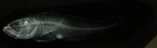 To NMNH Extant Collection (Sufflogobius bibarbatus RAD108962-001)