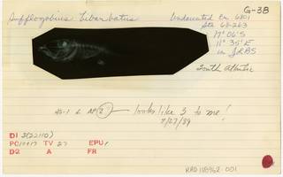 To NMNH Extant Collection (Sufflogobius bibarbatus RAD108962-001B)