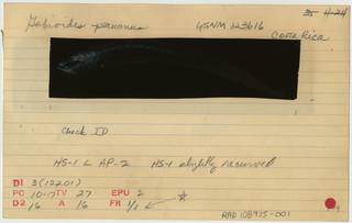 To NMNH Extant Collection (Gobioides grahamae RAD108975-001B)