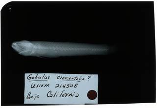 To NMNH Extant Collection (Gobulus crescentalis RAD108976-001)