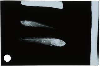 To NMNH Extant Collection (Microgobius emblematicus RAD108982-001)