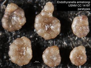 To NMNH Paleobiology Collection (Endothyranella armstrongi USNM CC 14197 paratypes)