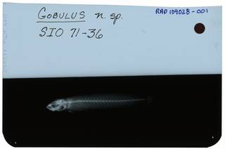 To NMNH Extant Collection (Gobulus RAD109028-001)