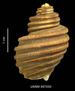 To NMNH Extant Collection (Chlanidota (Pfefferia) chordata (Strebel, 1908) shell dorsal view)