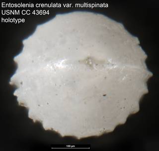 To NMNH Paleobiology Collection (Entosolenia crenulata var. multispinata USNM CC 43694 holotype ap)