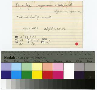 To NMNH Extant Collection (Oxymetopon compressus RAD109059-001B)