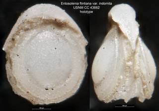 To NMNH Paleobiology Collection (Entosolenia flintiana var. indomita USNM CC 43662 holotype)