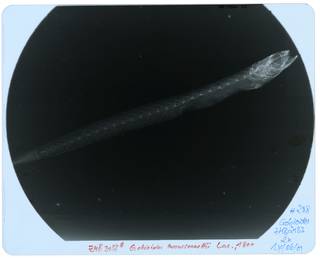 To NMNH Extant Collection (Gobioides broussonnetii RAD109066-001)