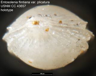 To NMNH Paleobiology Collection (Entosolenia flintiana var. plicatura USNM CC 43657 holotype ap)