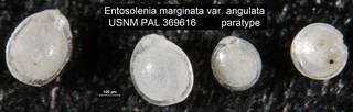 To NMNH Paleobiology Collection (Entosolenia marginata var. angulata USNM PAL 369616 paratype top row right)