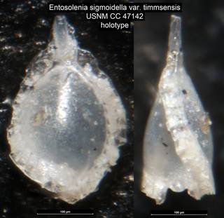 To NMNH Paleobiology Collection (Entosolenia sigmoidella var. timmsensis USNM CC 47142 holotype)