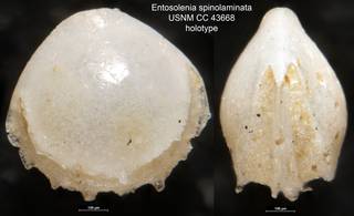 To NMNH Paleobiology Collection (Entosolenia spinolaminata USNM CC 43668 holotype)