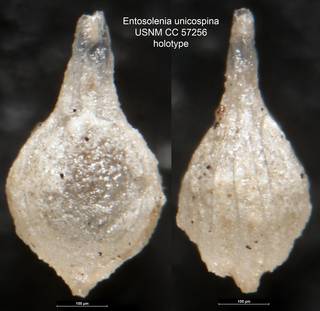 To NMNH Paleobiology Collection (Entosolenia unicospina USNM CC 57256 holotype)