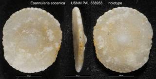 To NMNH Paleobiology Collection (Eoannularia eocenica USNM PAL 338953 holotype)