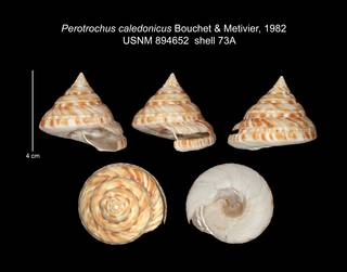 To NMNH Extant Collection (IZ MOL 894652 Shell plate specimen1)
