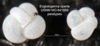To NMNH Paleobiology Collection (Eoglobigerina operta USNM MO 641569 paratypes left center)