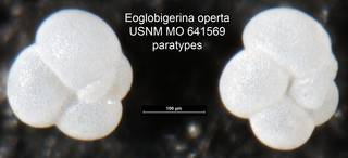 To NMNH Paleobiology Collection (Eoglobigerina operta USNM MO 641569 paratypes left)
