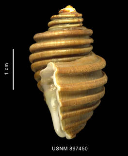 To NMNH Extant Collection (Chlanidota (Pfefferia) chordata (Strebel, 1908) shell lateral view)