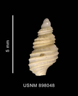 To NMNH Extant Collection (Prosipho mundus Smith, 1915 shell dorsal view)