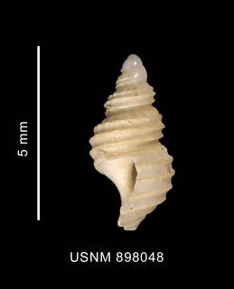 To NMNH Extant Collection (Prosipho mundus Smith, 1915 shell lateral view)