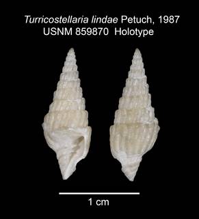 To NMNH Extant Collection (IZ MOL 859870 Holotype shell)