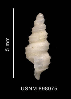 To NMNH Extant Collection (Prosipho hedleyi Powell, 1958 shell lateral view)