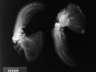 To NMNH Extant Collection (USNM 484889 Cephalorhynchus commersonii Radiograph 001)