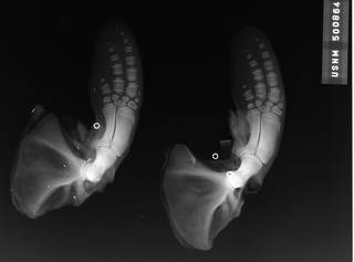 To NMNH Extant Collection (USNM 500864 Cephalorhynchus hectori Radiograph 002)