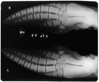 To NMNH Extant Collection (USNM 550846 Delphinus delphis Radiograph 001)