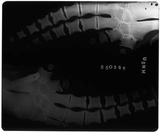 To NMNH Extant Collection (USNM 550389 Feresa attenuata Radiograph 002)