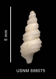 To NMNH Extant Collection (Prosipho hedleyi Powell, 1958 shell dorsal view)
