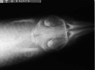 To NMNH Extant Collection (USNM 396079 Lagenodelphis hosei Radiograph 002)